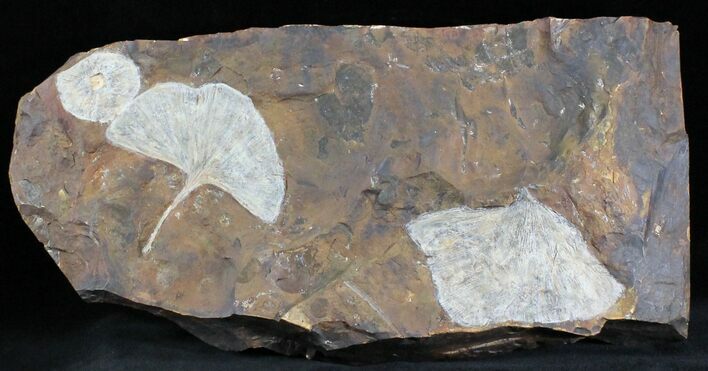 Multiple Fossil Ginkgo Leaf & Winged Walnut - North Dakota #29079